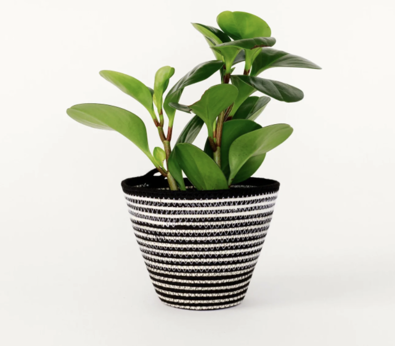 Black and White Stripe Rope Planter