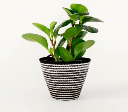Black and White Stripe Rope Planter